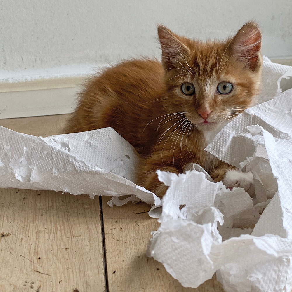 Adobestock 397438067 Cmyk Katze Papier Web (1)