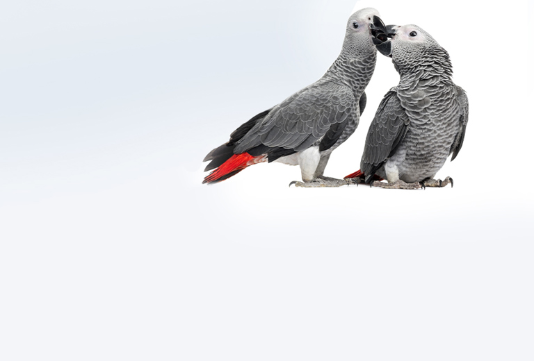 Atmungsorgane background