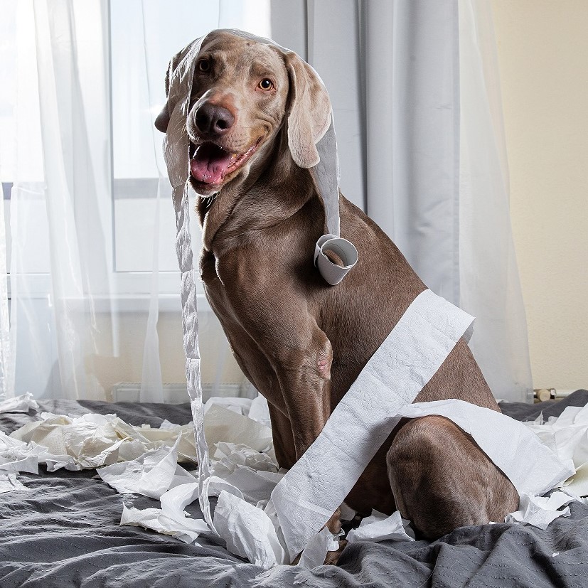 Hund sitzt auf Bett mit Klopapier