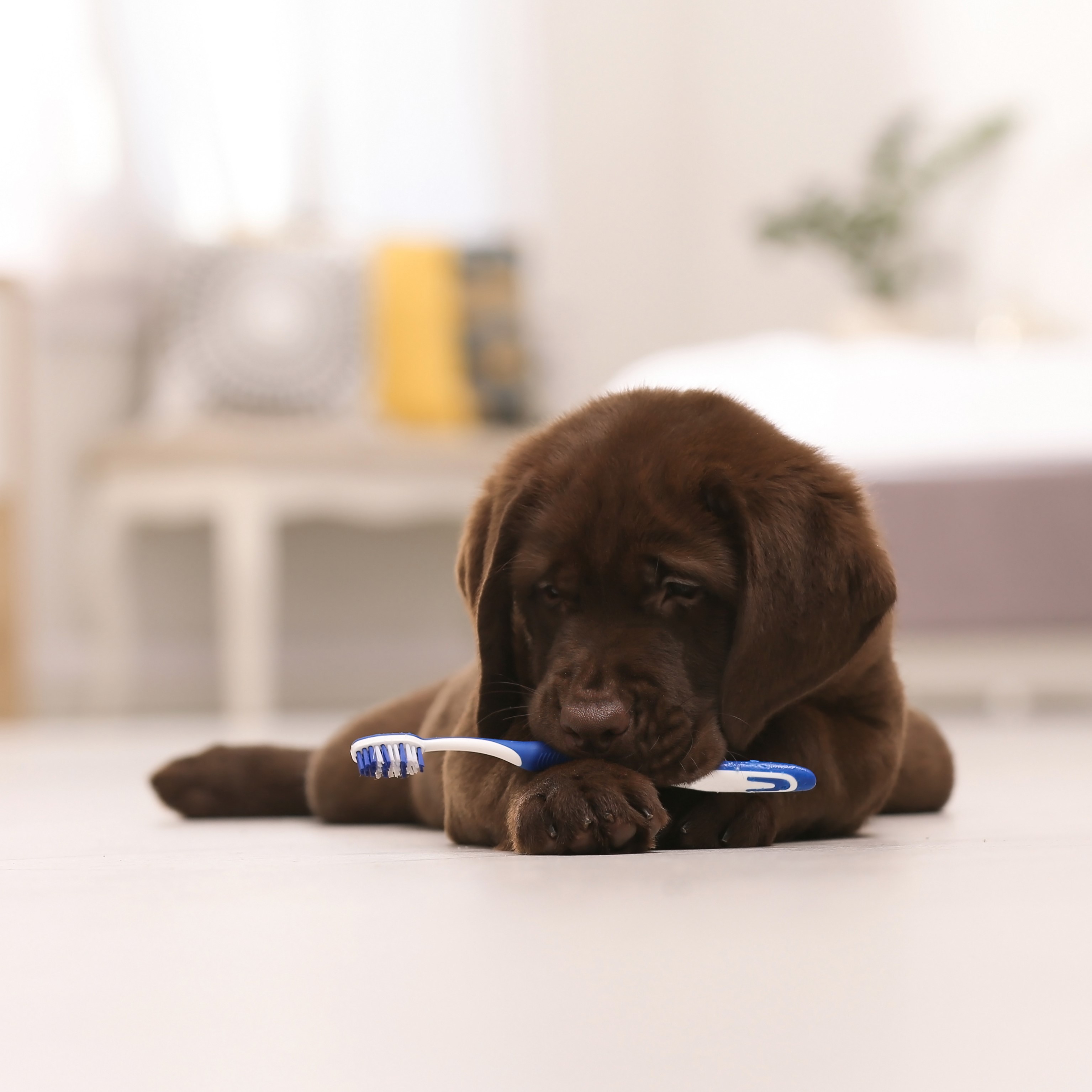 Adobestock 216850092 Web